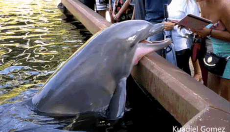 apple fail GIF by Cheezburger