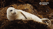 montereybayaquarium cute ocean monterey bay aquarium floof GIF