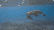 Marine Life Friends GIF by Oceana