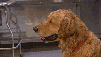 Heat Wave Dog GIF