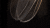 fruit fly bugs GIF by PBS Digital Studios