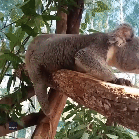 Koala Missing Foot Gets Scratch Behind the Ear From Carer