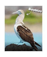 Blue-Footed Booby Rock Sticker