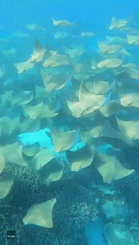 Spectacular Video Shows Cownose Rays Swimming Over Great Barrier Reef