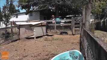 Man and Feral Pig Strike up Unlikely Friendship