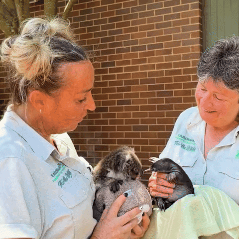 tzpr_24 giphyupload GIF