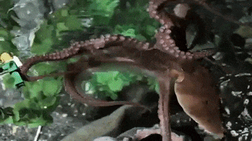 lego octopus GIF by Science Friday