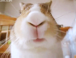 cam skype GIF