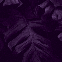 AdaCantinaUrbana  GIF