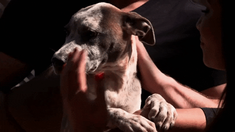 HallmarkChannel giphyupload dog puppy dogs GIF