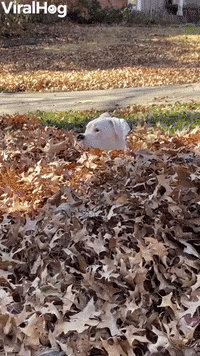 Boxer Bounces Through Leaf Pile GIF by ViralHog