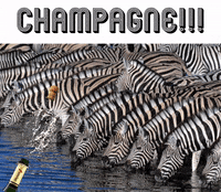 Champagne Esports GIF by BS+COMPETITION