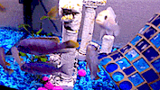 fish biology GIF