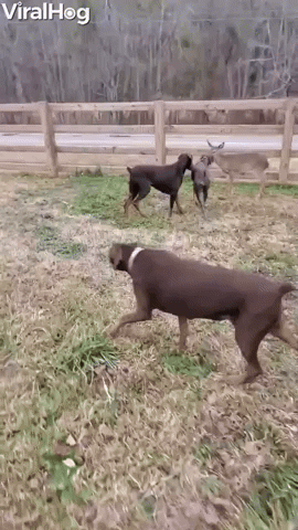 Young Fawn Bounds alongside Canine Pals