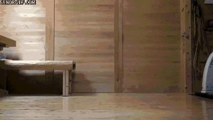 cat playing GIF by Cheezburger