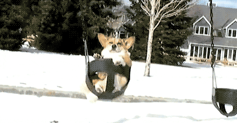dog corgi GIF