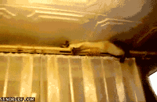 cat climbing GIF by Cheezburger