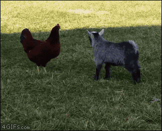 GIF by Random Goat