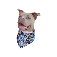 Pitbull Happy Dog Sticker by Geekster Pets