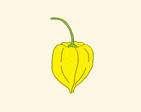 maiajudith illustration traditionalanimation maiajudith GIF