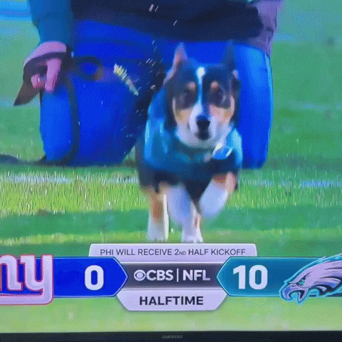 CorgsOfWar corgi corgiracing corgirace GIF