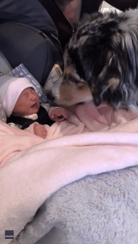 Love at First Sight: Australian Shepherd Meets Owner's Newborn Baby