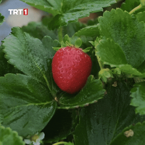 Garden Eat GIF by TRT