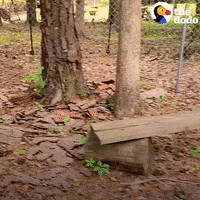 Sleepy Baby GIF by The Dodo