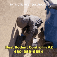 Pestcontrol GIF by Patriotic Pest Solutions