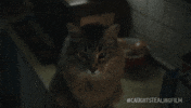 Cat GIF by Sony Pictures Germany