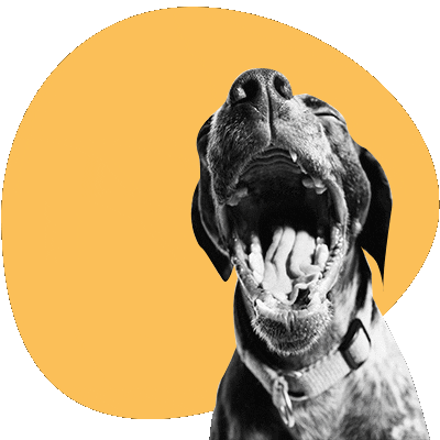 soyfanimal giphyupload dog pet soy fanimal GIF