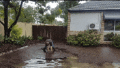 storm plumber GIF