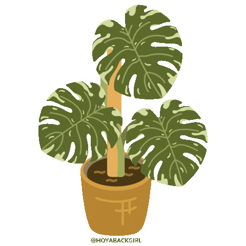 hoyabackgirl green vegan plants monstera Sticker