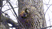 raccoon winnie GIF