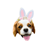 Dogs Love Sticker