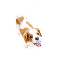 Cavalierkingcharlesspaniel Sticker