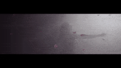 the chainsmokers roses GIF by Columbia Records