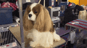 Dog Show GIF by Westminster Kennel Club