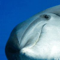 Ocean Wildlife GIF by BBC America