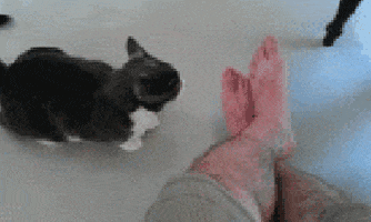 cat attack GIF
