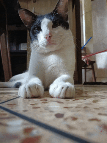 Cat GIF