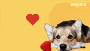 Barking Human Resources GIF by aconso AG