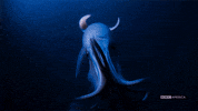 blue planet attack GIF by BBC America