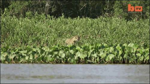 crocodile jaguar GIF