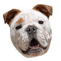 Happy Butler Bulldogs Sticker by Butler University