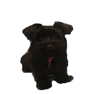 yorkie STICKER by imoji