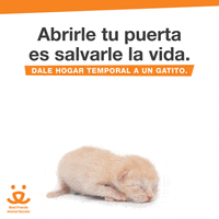 Bfasfoster GIF by Best Friends Animal Society