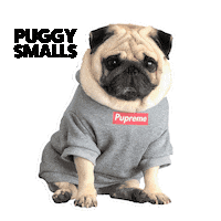 thepuggysmalls hype pug supreme head tilt Sticker