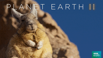 planet earth 2 sleep GIF by BBC Earth