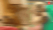 Dogs Pets GIF by BuzzFeed